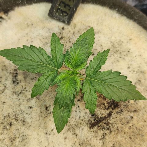 Wedding cake auto  growlog timeline photo