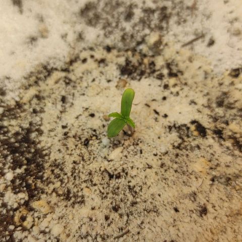 West coast OG  growlog timeline photo