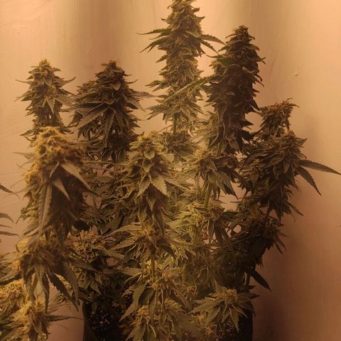 Bruce Banner  growlog timeline photo