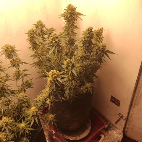 Bruce Banner  growlog timeline photo