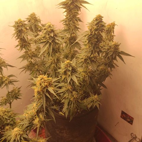 Bruce Banner  growlog timeline photo