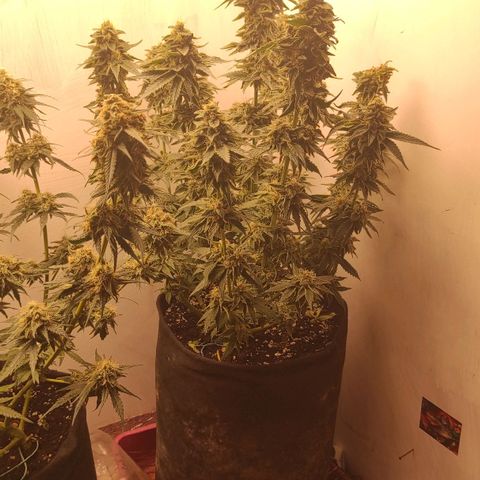 Bruce Banner  growlog timeline photo