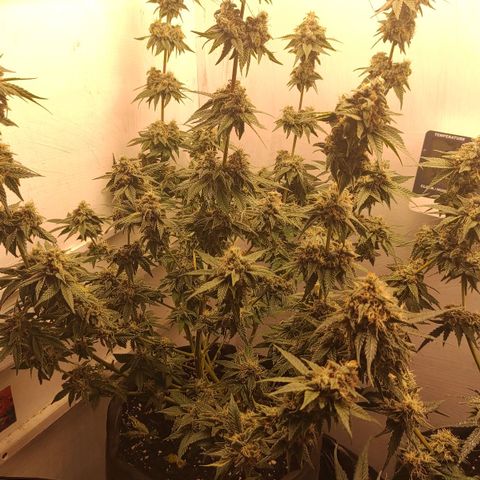 Брюс баннер 2  growlog timeline photo