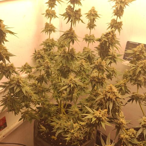 Брюс баннер 2  growlog timeline photo