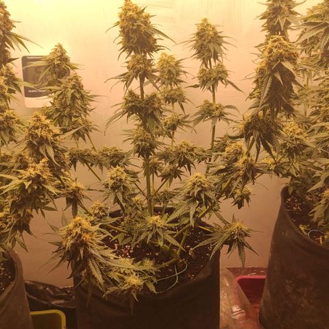 Белая вдова  growlog timeline photo