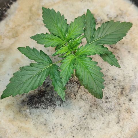 Wedding cake auto  growlog timeline photo