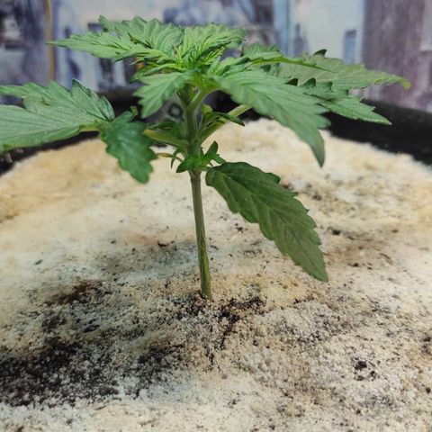 Wedding cake auto  growlog timeline photo