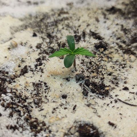 West coast OG  growlog timeline photo