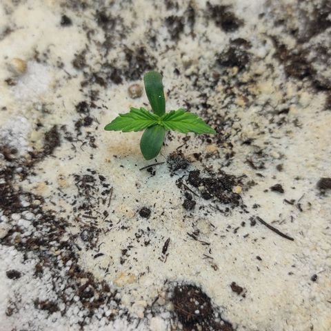 West coast OG  growlog timeline photo