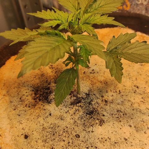 Wedding cake auto  growlog timeline photo