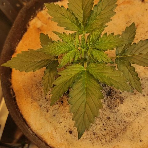 Wedding cake auto  growlog timeline photo