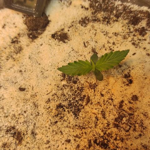 West coast OG  growlog timeline photo