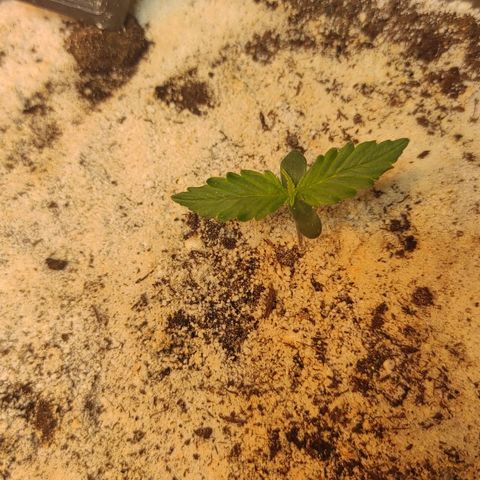 West coast OG  growlog timeline photo