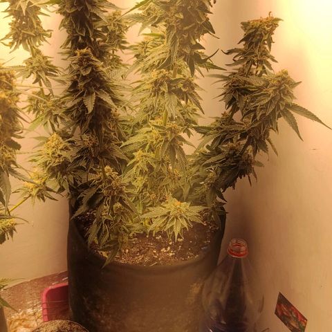 Bruce Banner  growlog timeline photo