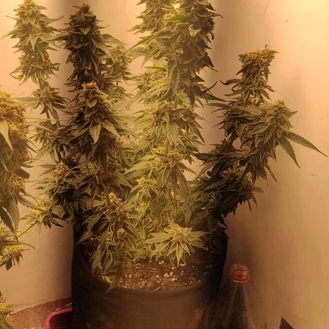 Bruce Banner  growlog timeline photo