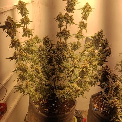 Брюс баннер 2  growlog timeline photo