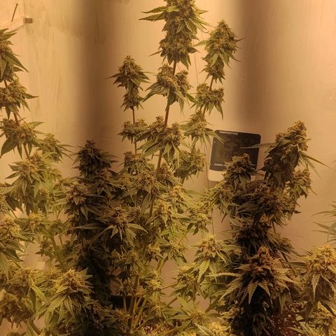 Брюс баннер 2  growlog timeline photo