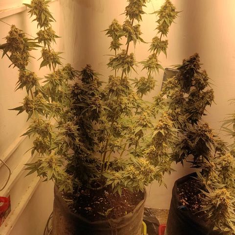 Брюс баннер 2  growlog timeline photo