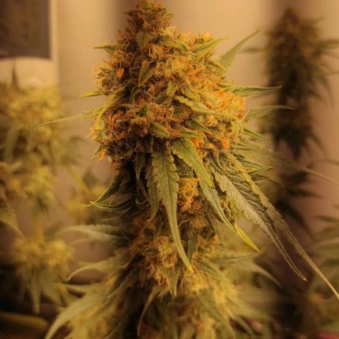 Белая вдова  growlog timeline photo