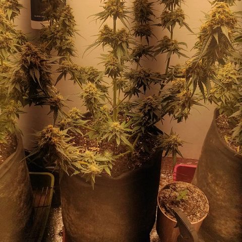 Белая вдова  growlog timeline photo