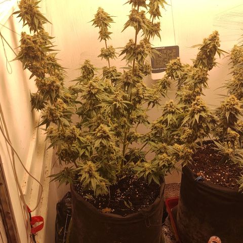 Bruce Banner  growlog timeline photo