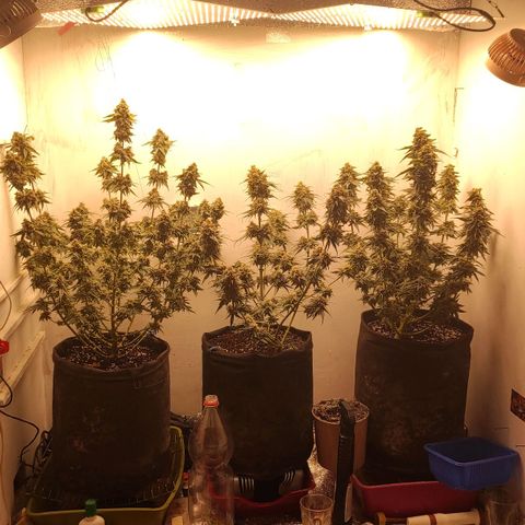 Bruce Banner  growlog timeline photo