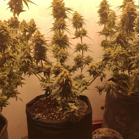Bruce Banner  growlog timeline photo