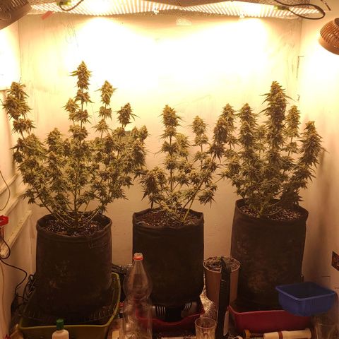 Bruce Banner  growlog timeline photo