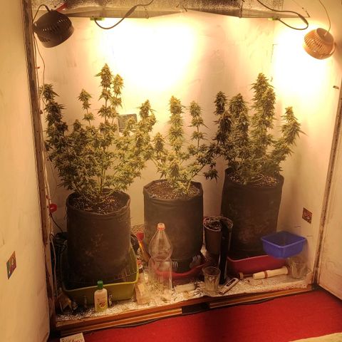 Bruce Banner  growlog timeline photo