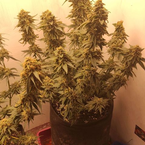 Bruce Banner  growlog timeline photo