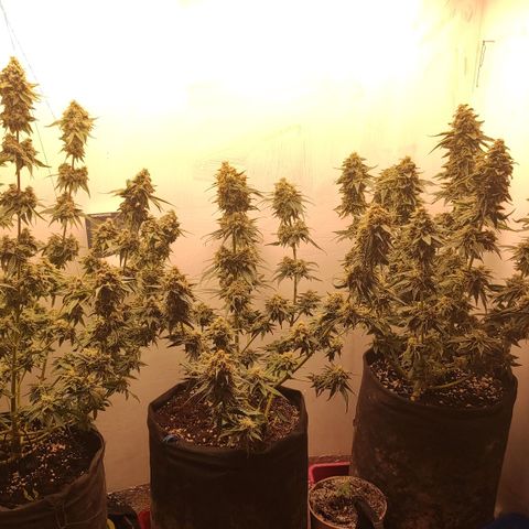 Bruce Banner  growlog timeline photo