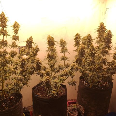 Bruce Banner  growlog timeline photo