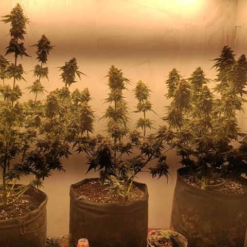 Bruce Banner  growlog timeline photo