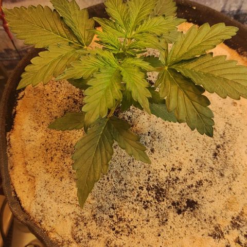 Wedding cake auto  growlog timeline photo
