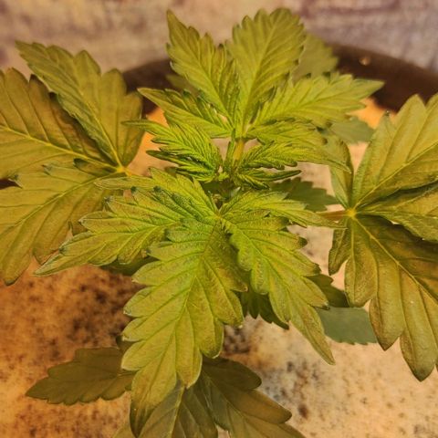 Wedding cake auto  growlog timeline photo