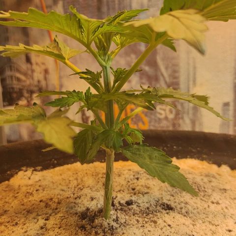 Wedding cake auto  growlog timeline photo