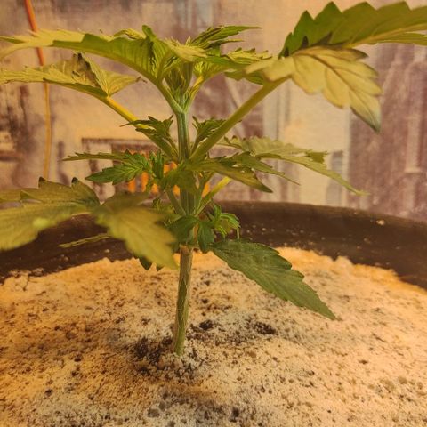 Wedding cake auto  growlog timeline photo
