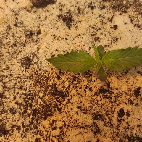 West coast OG  growlog timeline photo