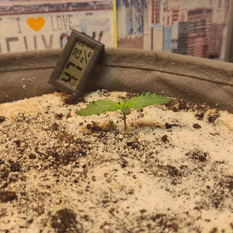 West coast OG  growlog timeline photo