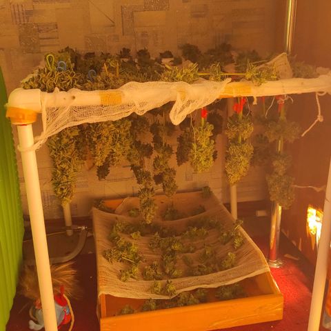 Bruce Banner  growlog timeline photo