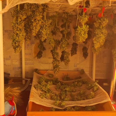 Bruce Banner  growlog timeline photo