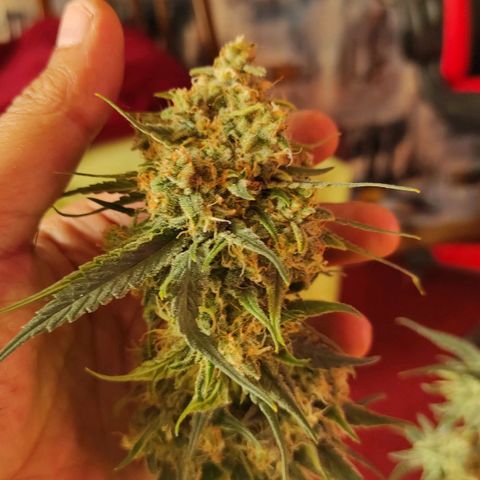 Белая вдова  growlog timeline photo