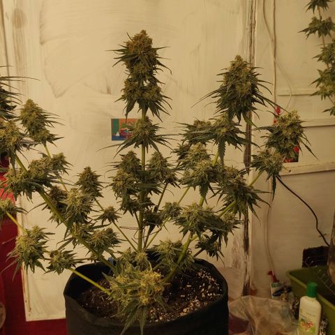 Белая вдова  growlog timeline photo