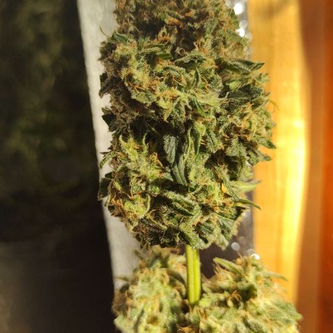 Белая вдова  growlog timeline photo