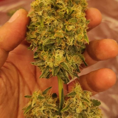Белая вдова  growlog timeline photo