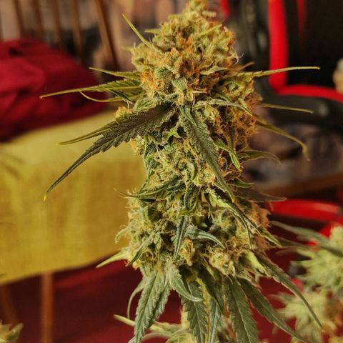Белая вдова  growlog timeline photo