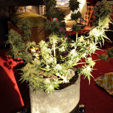 Белая вдова  growlog timeline photo