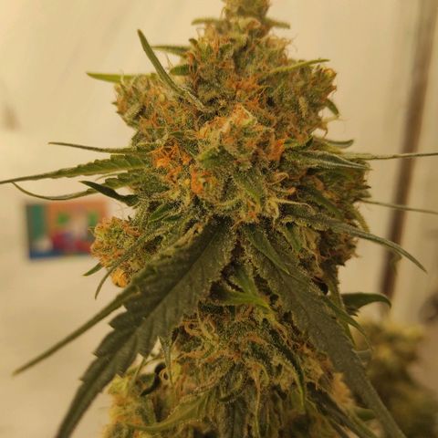Белая вдова  growlog timeline photo