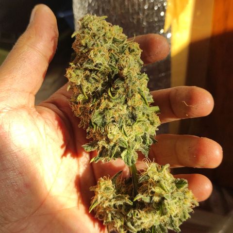 Белая вдова  growlog timeline photo