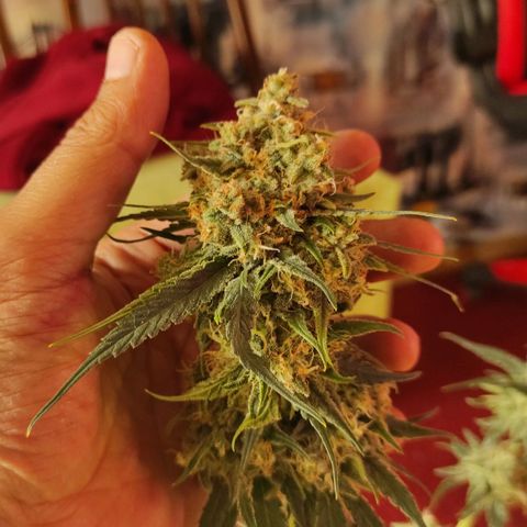 Белая вдова  growlog timeline photo